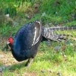 image of bird