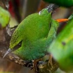 image of bird