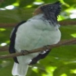 image of bird