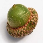 image of acorn #18