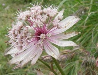 image of flower