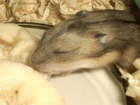 image of hamster