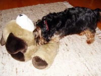 image of silky_terrier