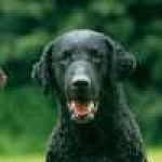 image of curly_coated_retriever