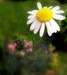 image of daisy