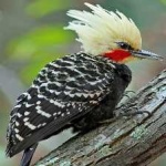 image of bird