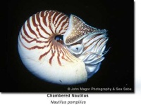 image of chambered_nautilus