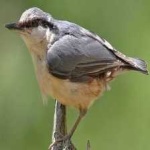 image of crested_nuthatch #3