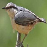 image of bird