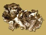 image of hen_of_the_woods