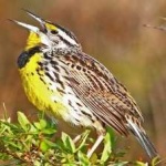 image of bird