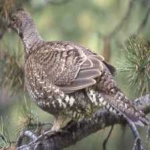 image of bird