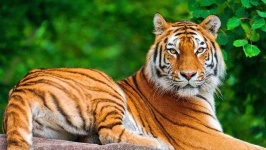 image of animal