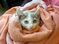 image of animal