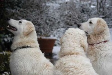 image of kuvasz