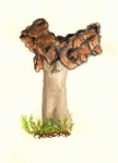 image of gyromitra #26