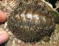 image of chiton