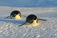 image of penguin