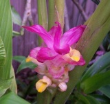 image of flower