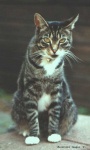 image of tiger_cat