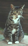 image of tiger_cat #8