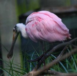 image of spoonbill