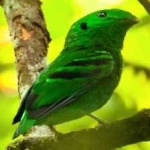 image of bird