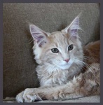 image of maine_coon #6