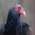 image of bird