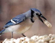image of jay