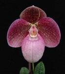 image of flower
