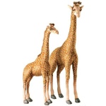 image of animal