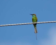 image of bee_eater #7