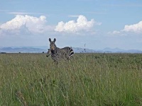 image of zebra