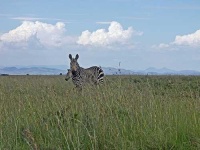 image of zebra #11