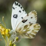image of animal