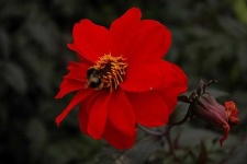 image of flower