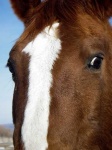 image of sorrel
