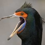 image of bird