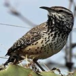 image of bird