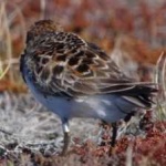 image of bird