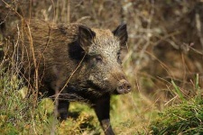 image of wild_boar