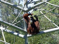 image of orangutan