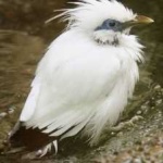 image of bali_starling #12