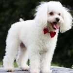 image of poodle #31