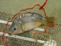 image of tench