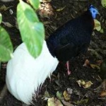 image of bird