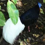 image of bulwers_pheasant #1