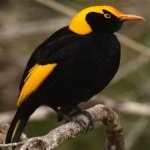 image of bird