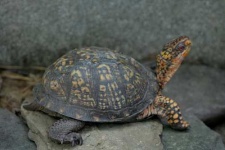 image of leatherback_turtle